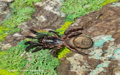 CYCLOCOSMIA SP LATUSICOSTA SPIDER (TRAP DOOR SPIDER)